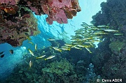 Ambiance-St Johns Umm Ralahim-16m-20121024-Denis-ADER-DSC_2618_tn